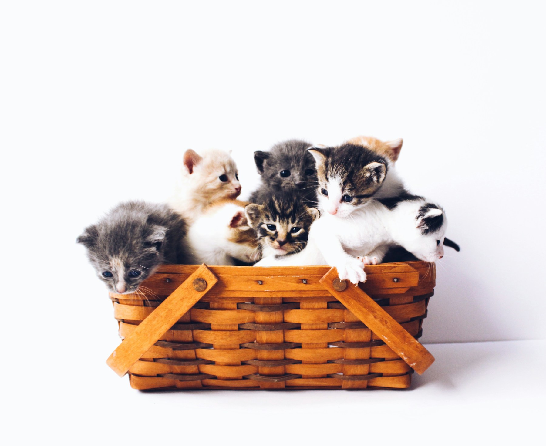 正在休息的救助猫咪