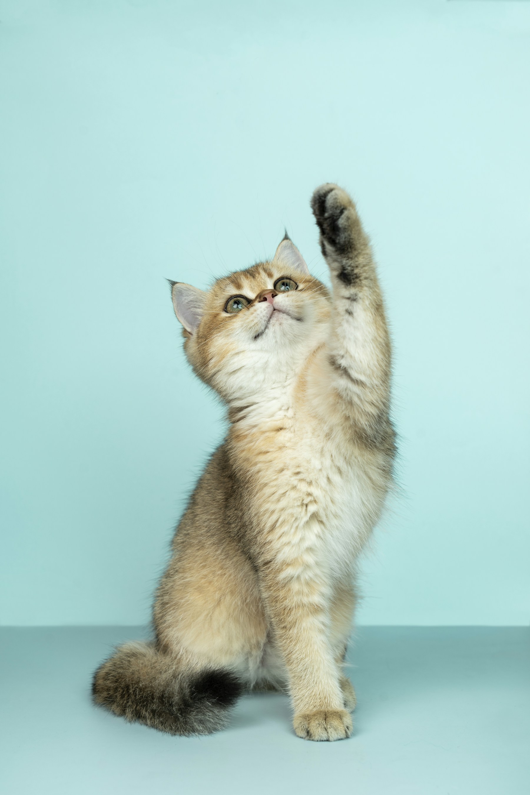 安静休息的救助猫